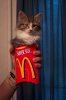 supersized kitty.jpg