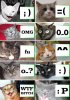 catsmiles[1].jpg