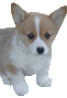 :corgi: