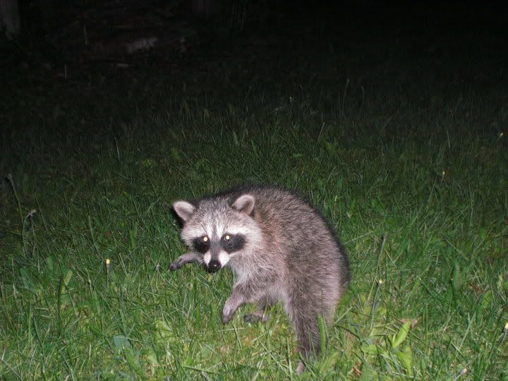 coon.jpg