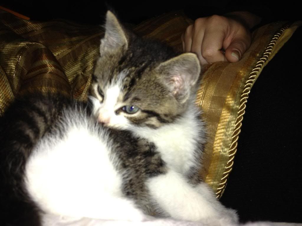 kitty006.jpg