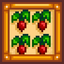 Monoculture