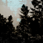 Dark Forest