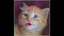 Purrfectionist