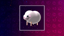 First Sheep!