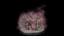 Rotted Woods