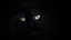 Meow Meow