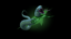 Snakes speared in the ruins
