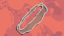 Ectoplasmic Ring
