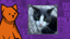Found Petunia