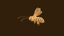 O-Bee-Wan