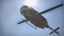 3 Day Survivor