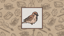  Messenger Bird