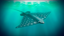 Manta ray