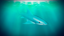 Shark!