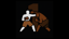 KO Novice