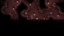 Bottom Dweller