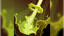 Impotent Vengeance