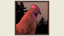 By Fair Means or Fowl
