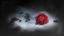 The Rose's Memory
