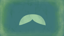 Walrus moustache