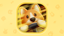 Fast and Furry