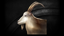 Hidden Goat