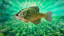 Crappie Master