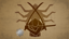 Enthused Warrior