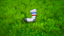 Sock Getter
