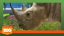 Rhino Rescue