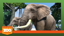 Mount Kenya Elephant Corridor
