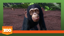 Tuungane Project Chimpanzees