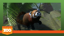Red Panda