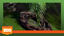 Boa Constrictor